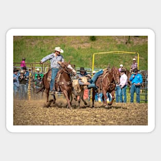 RODEOS, HORSES, COWBOYS Sticker